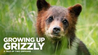 Growing Up Grizzly