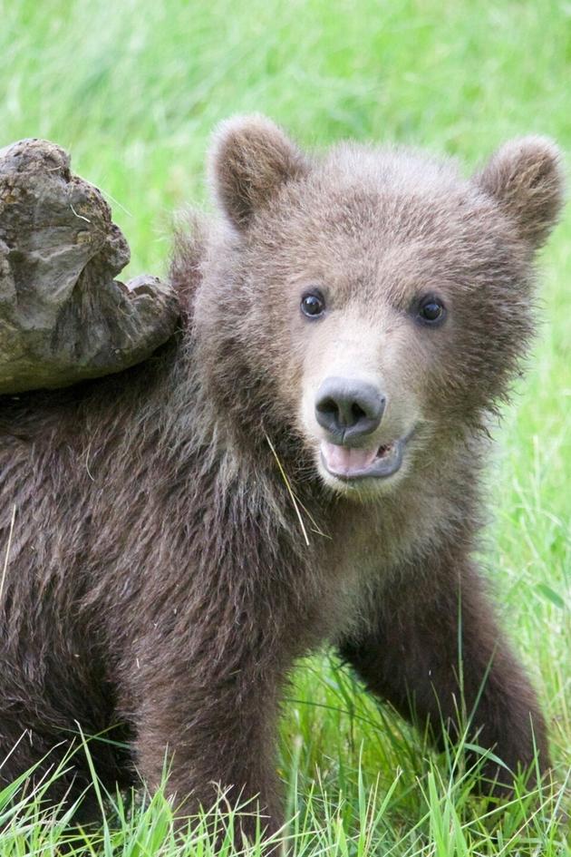 Growing Up Grizzly