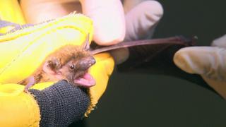 City Wildlife Rescue