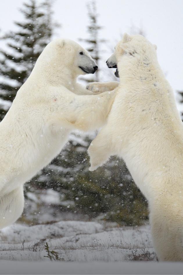 Bears the Ultimate Survivors