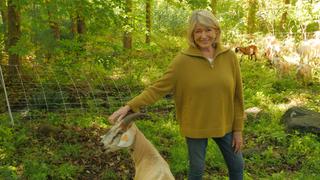 Everything You Need To Know About Conifers