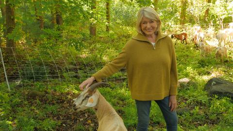 Everything You Need To Know About Conifers