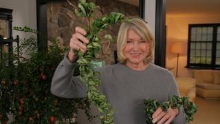 Amazing Houseplants Amazing Houseplants