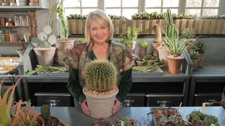 The World of Succulents The World of Succulents