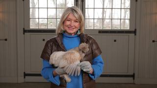 Hens and Chicks Hens and Chicks