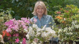 Azaleas, Hostas, and Wild Birds