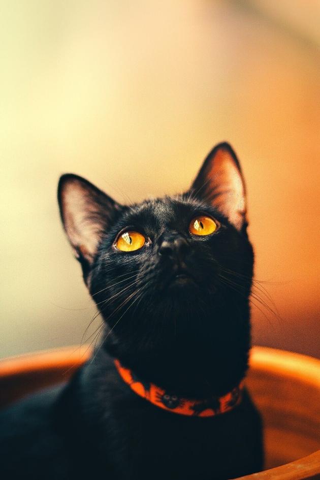 The Pet Collective Presents: Howl-O-Ween