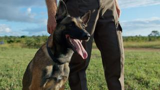 K9s in Conservation