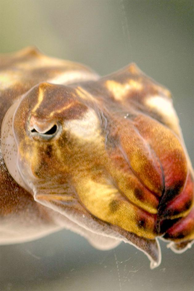 How the Wild Things Sleep