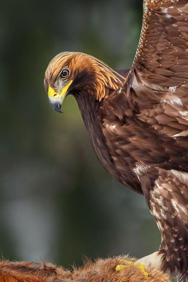 Hunters of the Skies