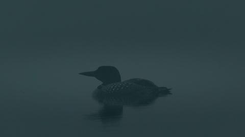 Loons: A Cry From the Mist