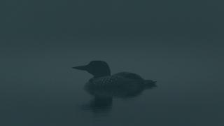 Loons: A Cry From the Mist