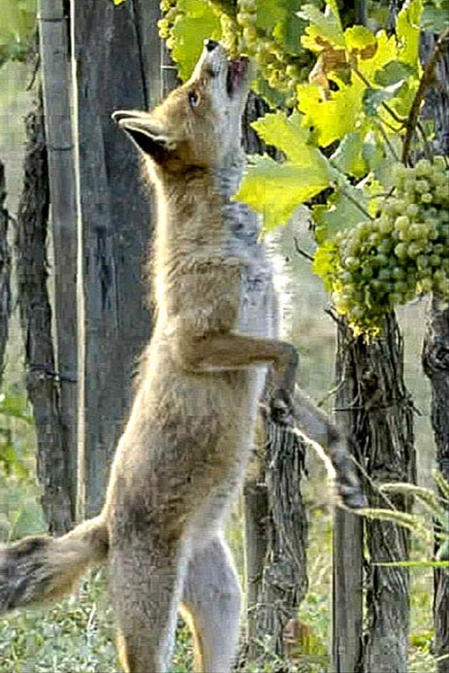 Empire of the Vineyard