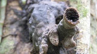 Hard Nut To Crack Hard Nut To Crack