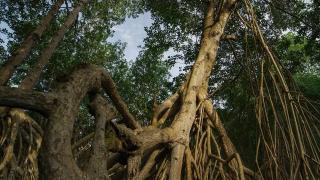 Tangled In The Tides Tangled In The Tides