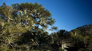 The Last Stand The Last Stand