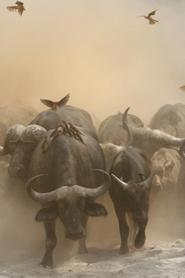 Predator's Playground