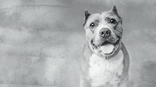 Stand Up for the Pits Comedy Special with Rebecca Corry Hosted by Kayley Cuoco