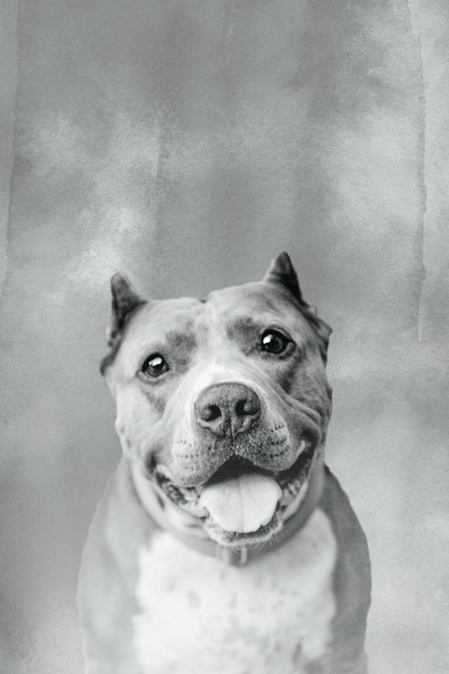 Stand Up for the Pits Comedy Special with Rebecca Corry Hosted by Kayley Cuoco