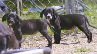 Pit Bulls and Parolees
