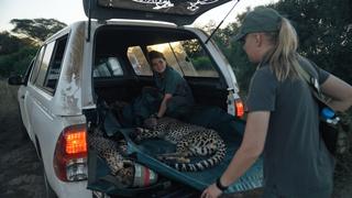 Cheetahs: A Race Against Time Cheetahs: A Race Against Time
