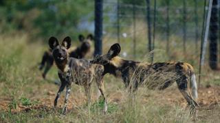 Africa's Painted Dogs Africa's Painted Dogs