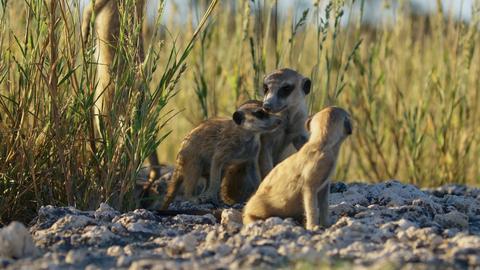 Meet the Meerkats