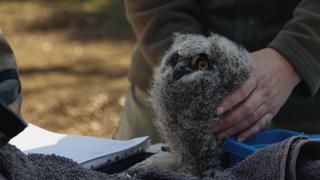 Night Owls Night Owls