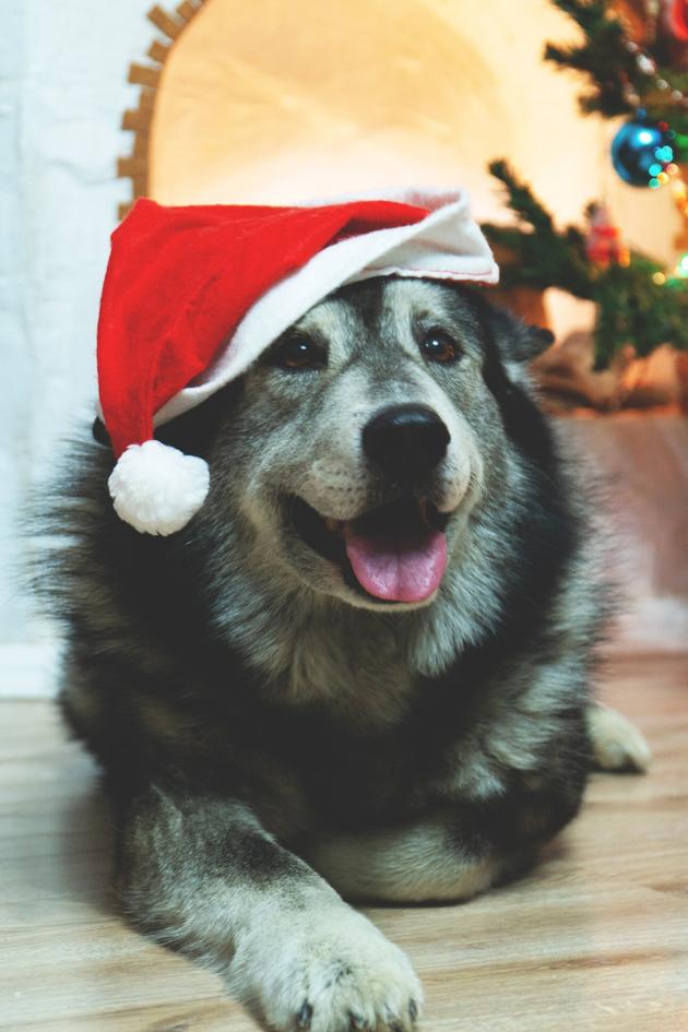 The Pet Collective Presents: Paw-liday Special