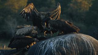 Defenders of the Wild