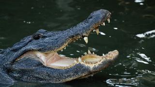 Alligator: Beyond the Leather Alligator: Beyond the Leather