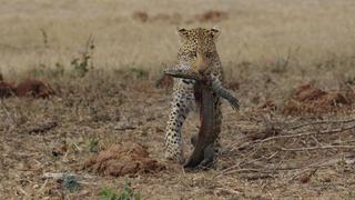 Leopard: Night Stalker