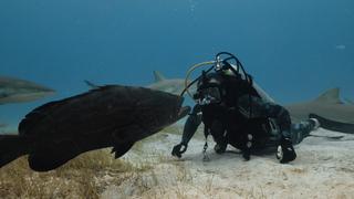 Diving With Tigers Diving With Tigers