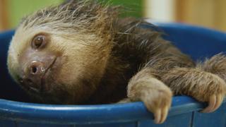 Costa Rica: Sloths Costa Rica: Sloths