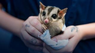Wildlife ER Wildlife ER