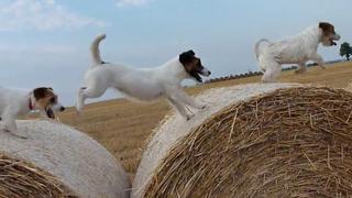 Tipping the Scales Tipping the Scales