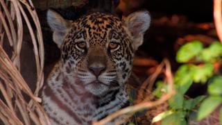Frida the Jaguar Cub