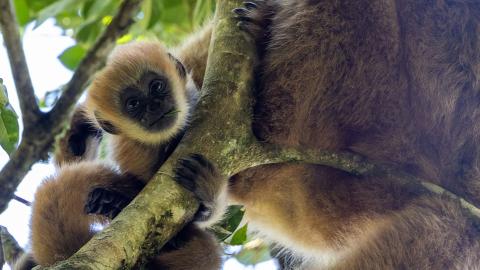 Dora the Baby Murqui