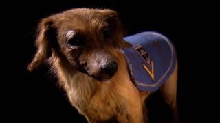 A Doll's Tale, Train Crash, War Dog