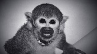 Alien Visitor, Penned a Murder, Ghost Writers