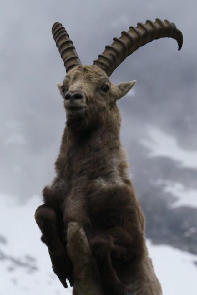 Ibex: Acrobats on the Rocks
