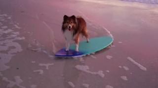 Dog Days Are Over Dog Days Are Over