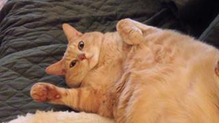 Do You Lizard Take This Bird?