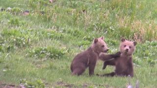 More Than We Can Bear More Than We Can Bear