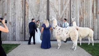 Pets on the Go Pets on the Go