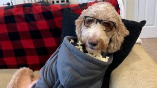 Best Pets of the Month
