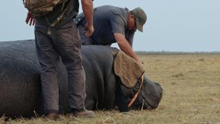 Africa's Most Dangerous