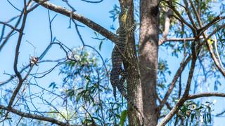 Spoonbill Soft Shoe Shuffle