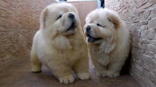 Fluffiest Floofers Fluffiest Floofers