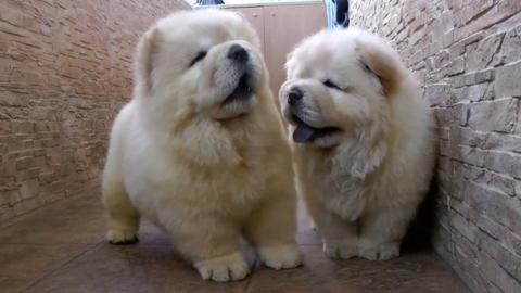 Fluffiest Floofers